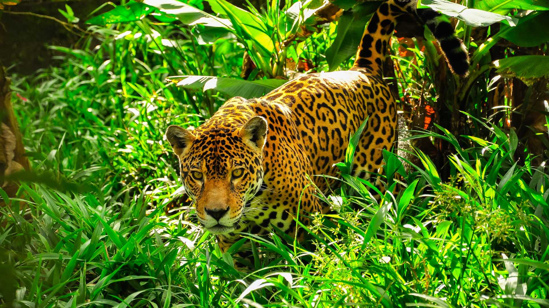 Jaguar in the Amazon rainforest