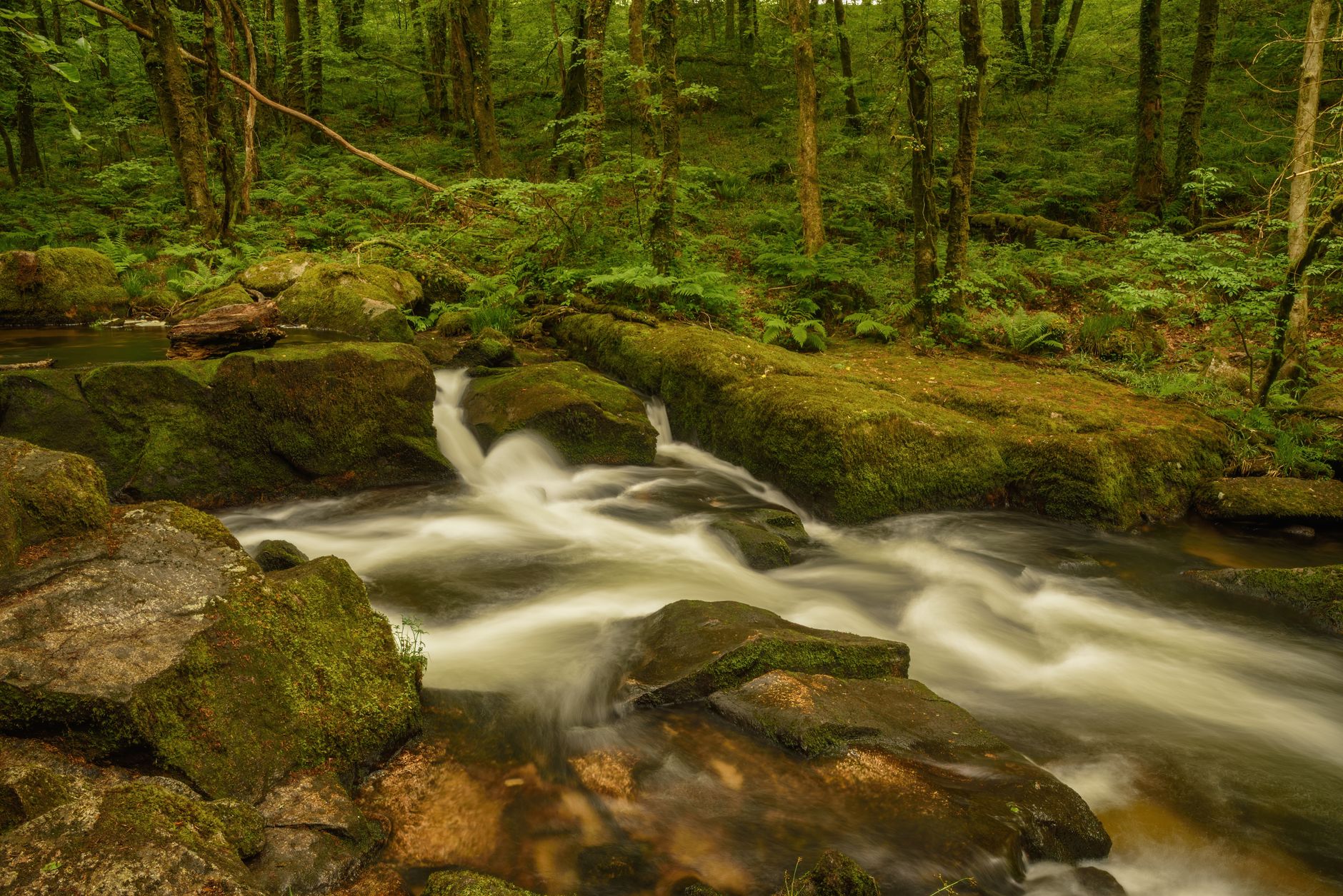 Serene forest scene with a gentle stream cascading over moss-covered rocks.