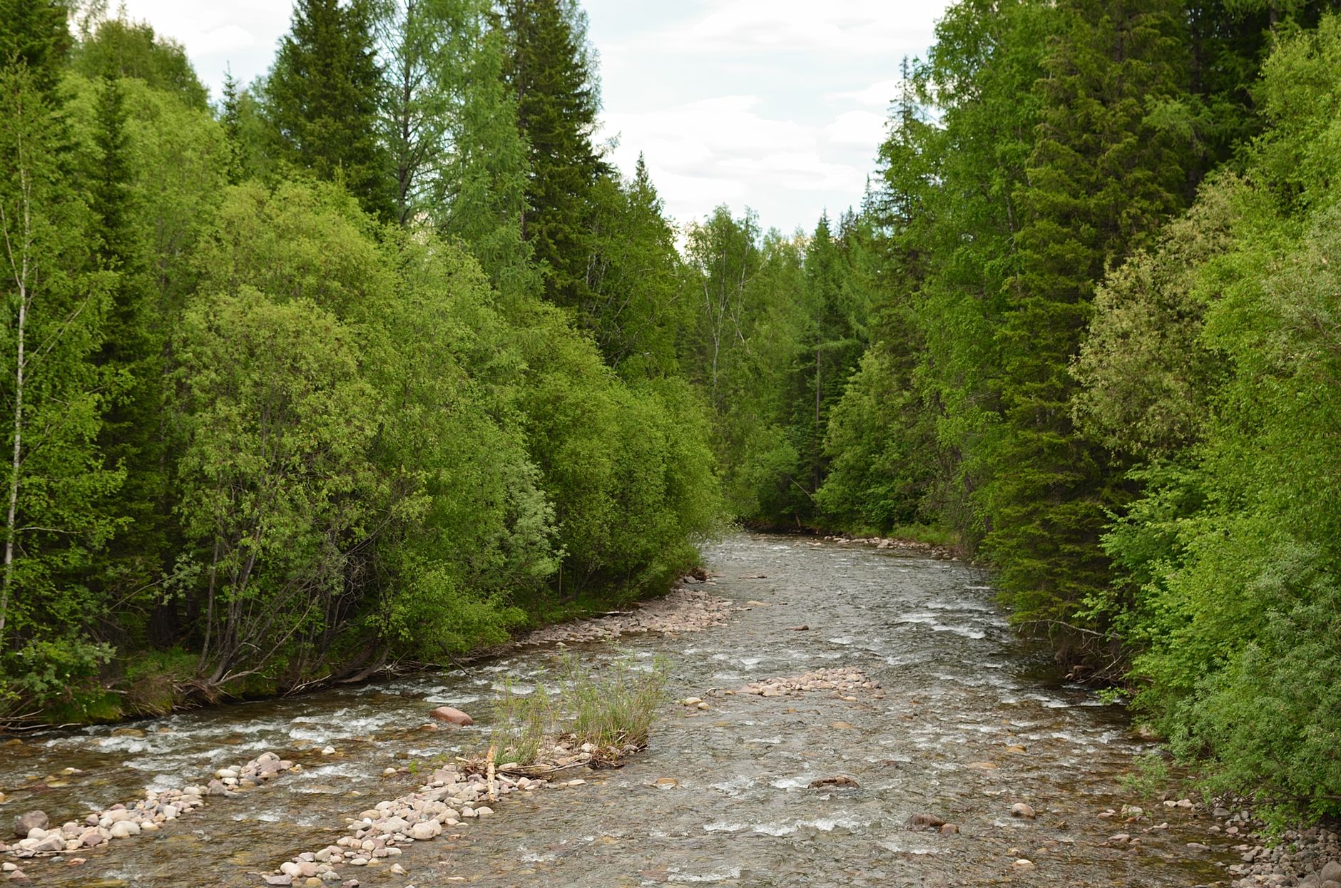 Serene river flowing through a lush green forest showcasing natural beauty and tranquility.