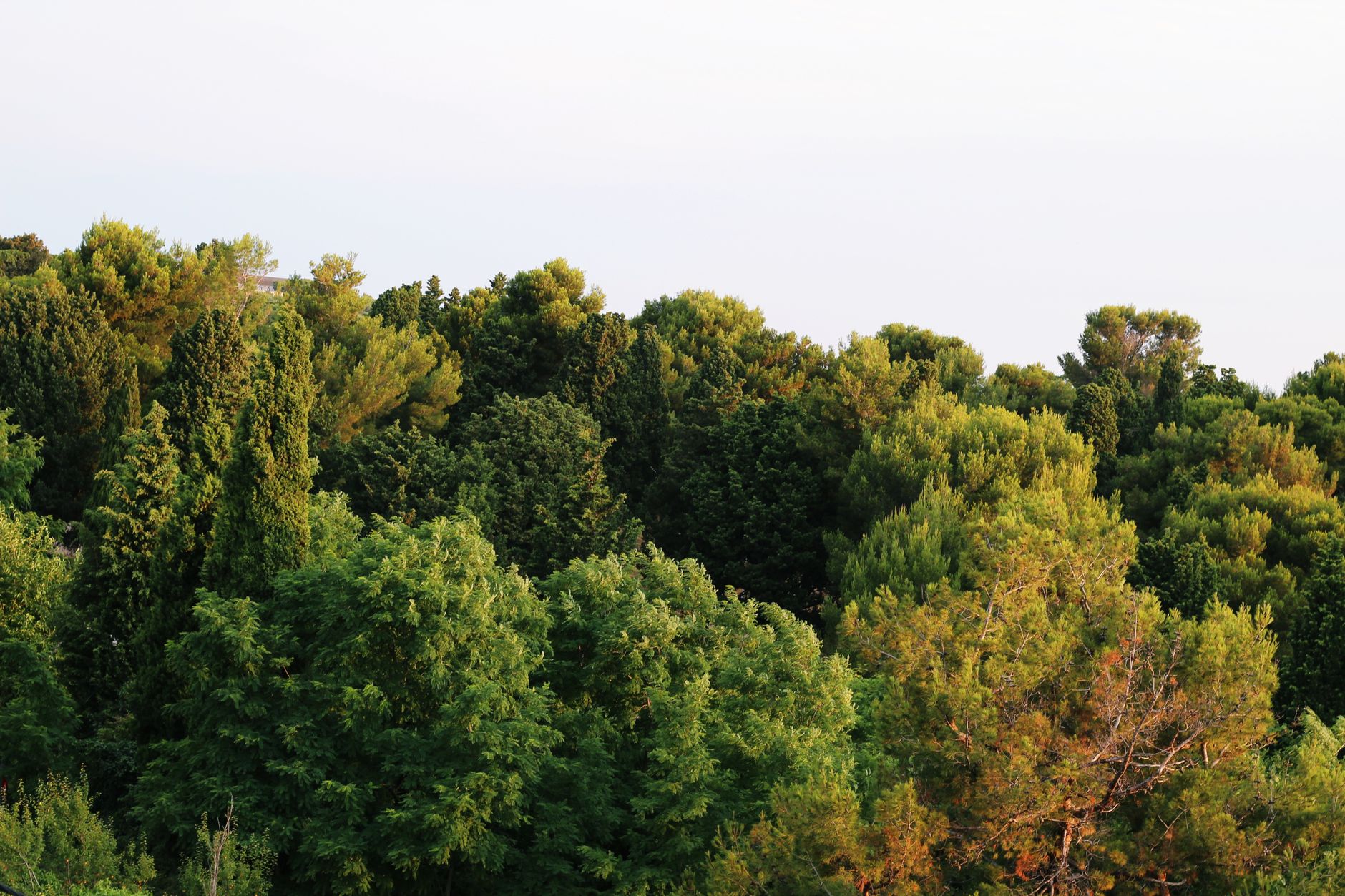 Aerial view of a densely packed and sunlit forest canopy in summer.