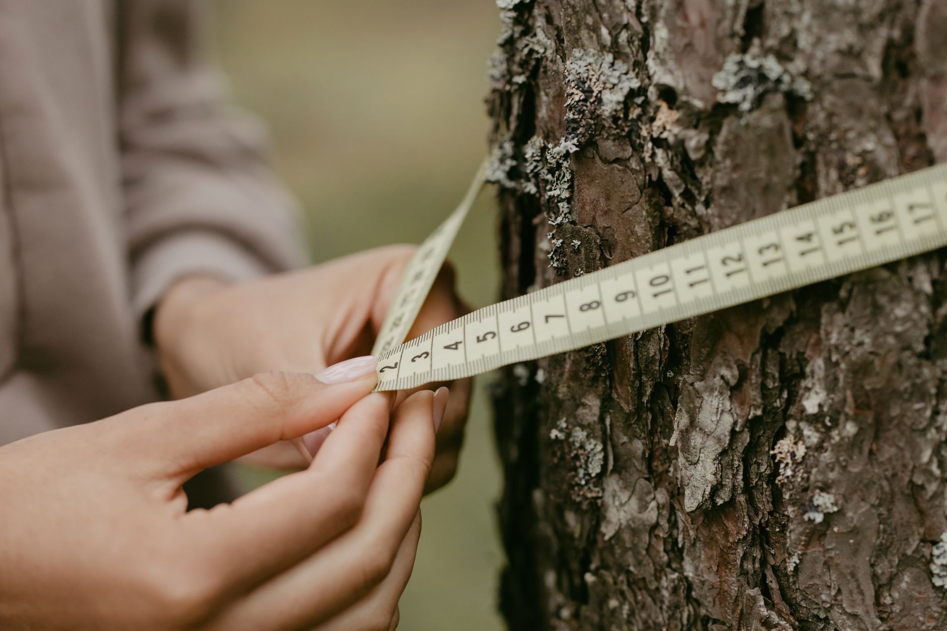 Hands measuring the circumference of a tree trunk with a tape measure, focusing on environmental conservation.