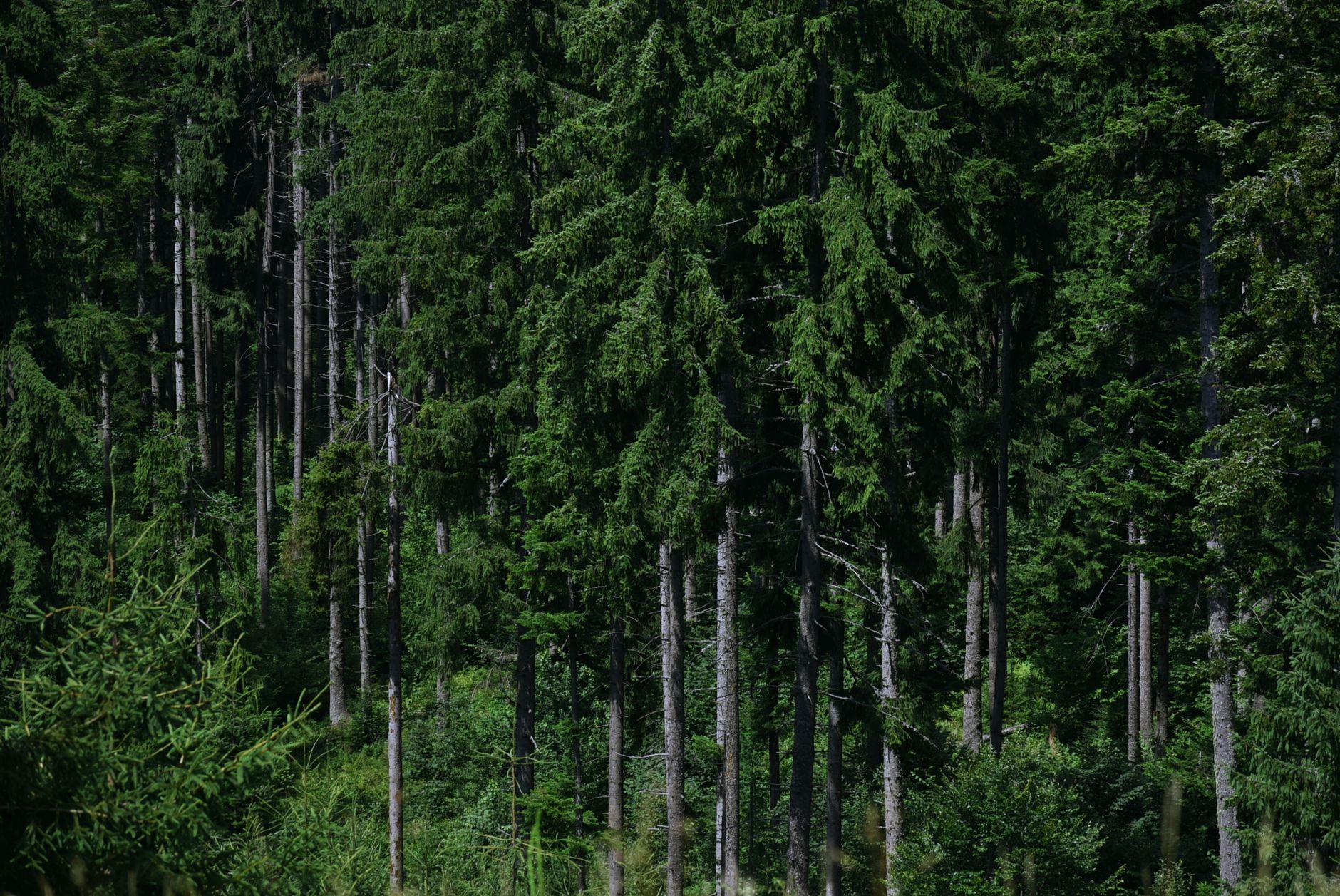 Dense evergreen forest with tall trees