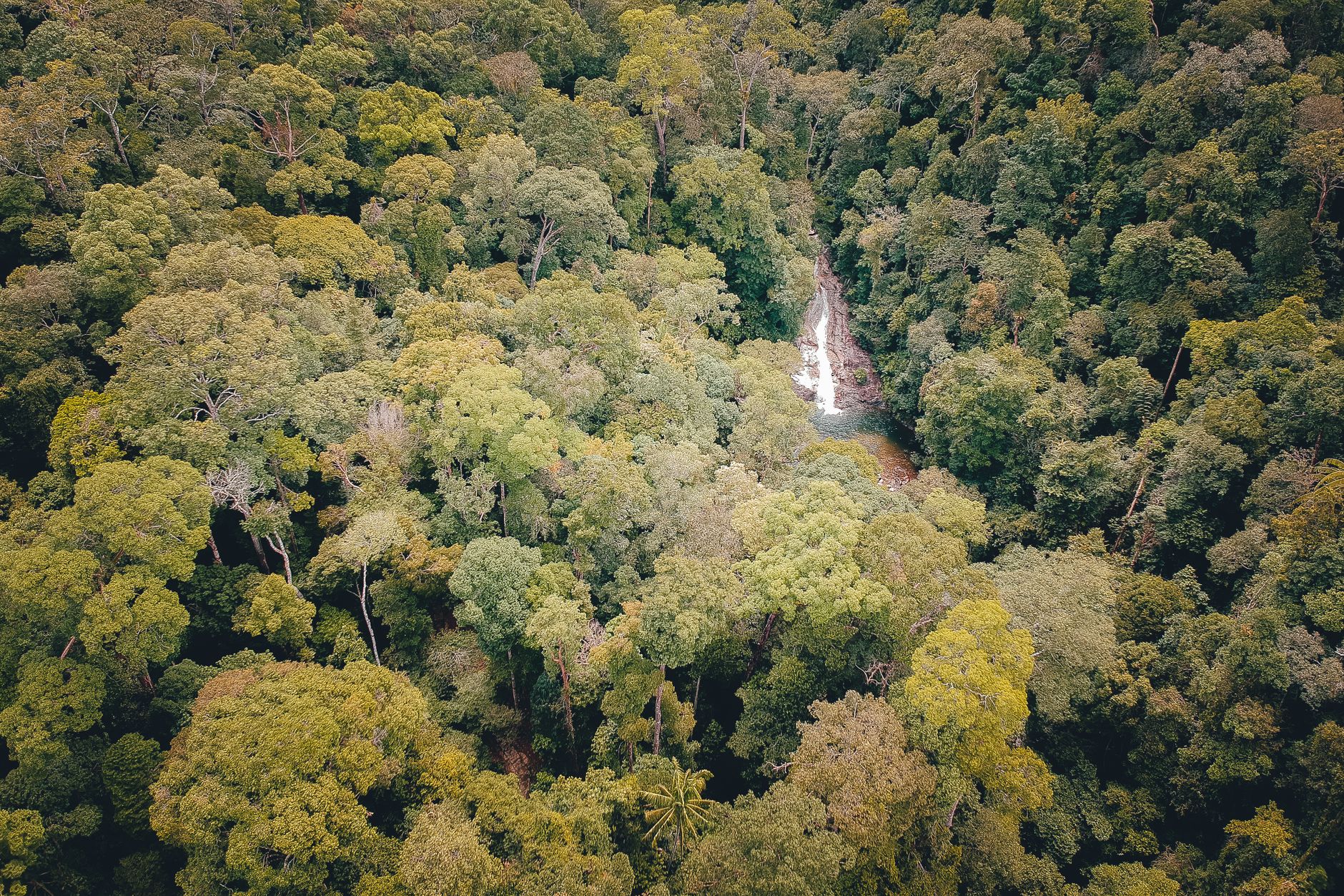 Stunning aerial view of dense rainforest canopy with a hidden waterfall among lush green trees.