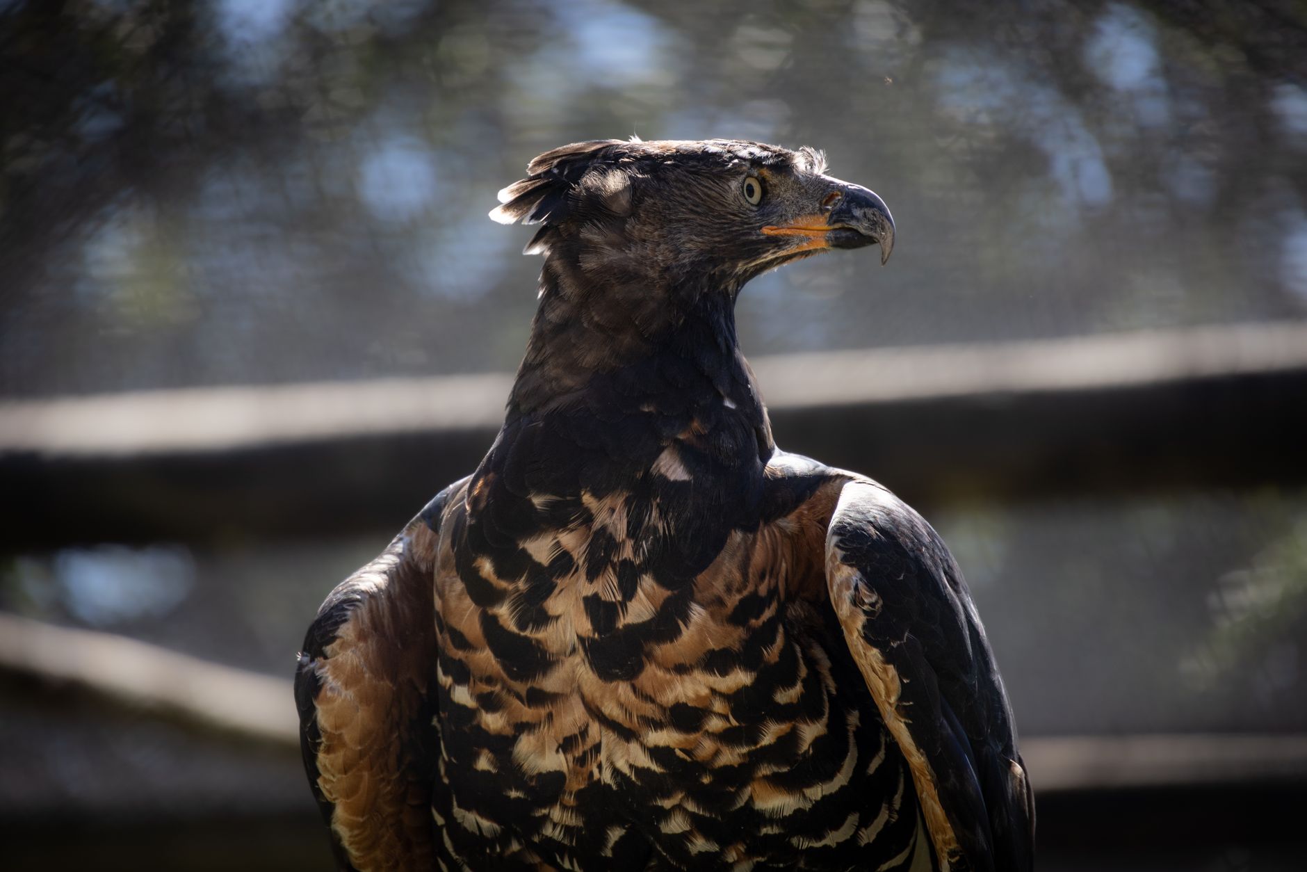 Close-up view of a majestic Harpy Eagle perched outdoors in natural light.