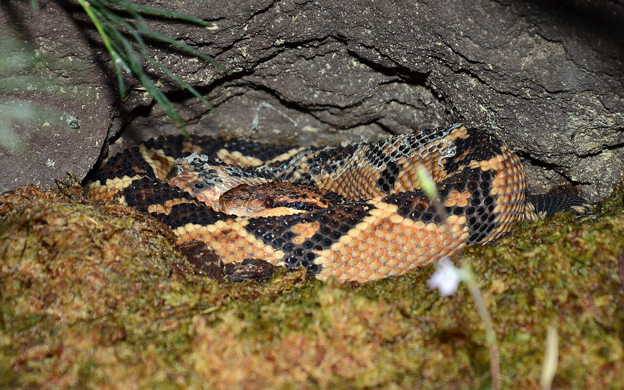 Bushmaster (Lachesis muta), an Amazonian pit viper