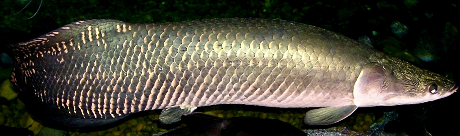 Arapaima (Arapaima gigas), one of the largest freshwater fish