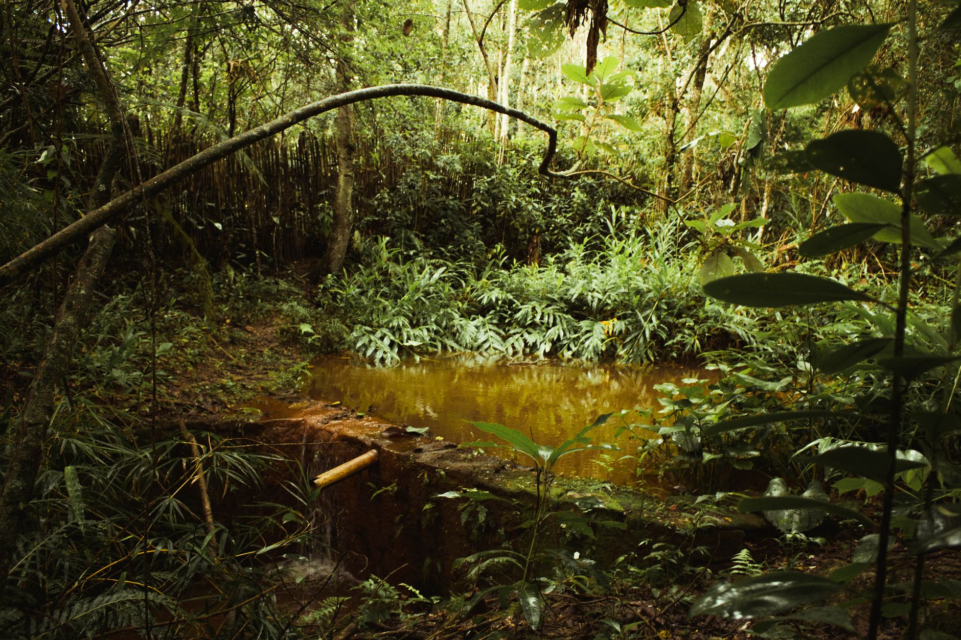 Serene pond surrounded by lush vegetation in the Amazon rainforest, Brazil.