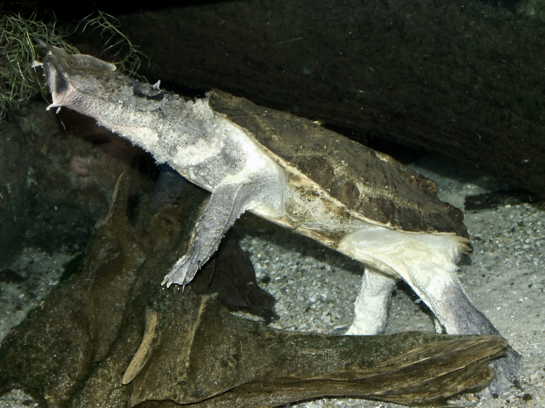 Mata mata turtle (Chelus fimbriata) camouflaged on river bottom
