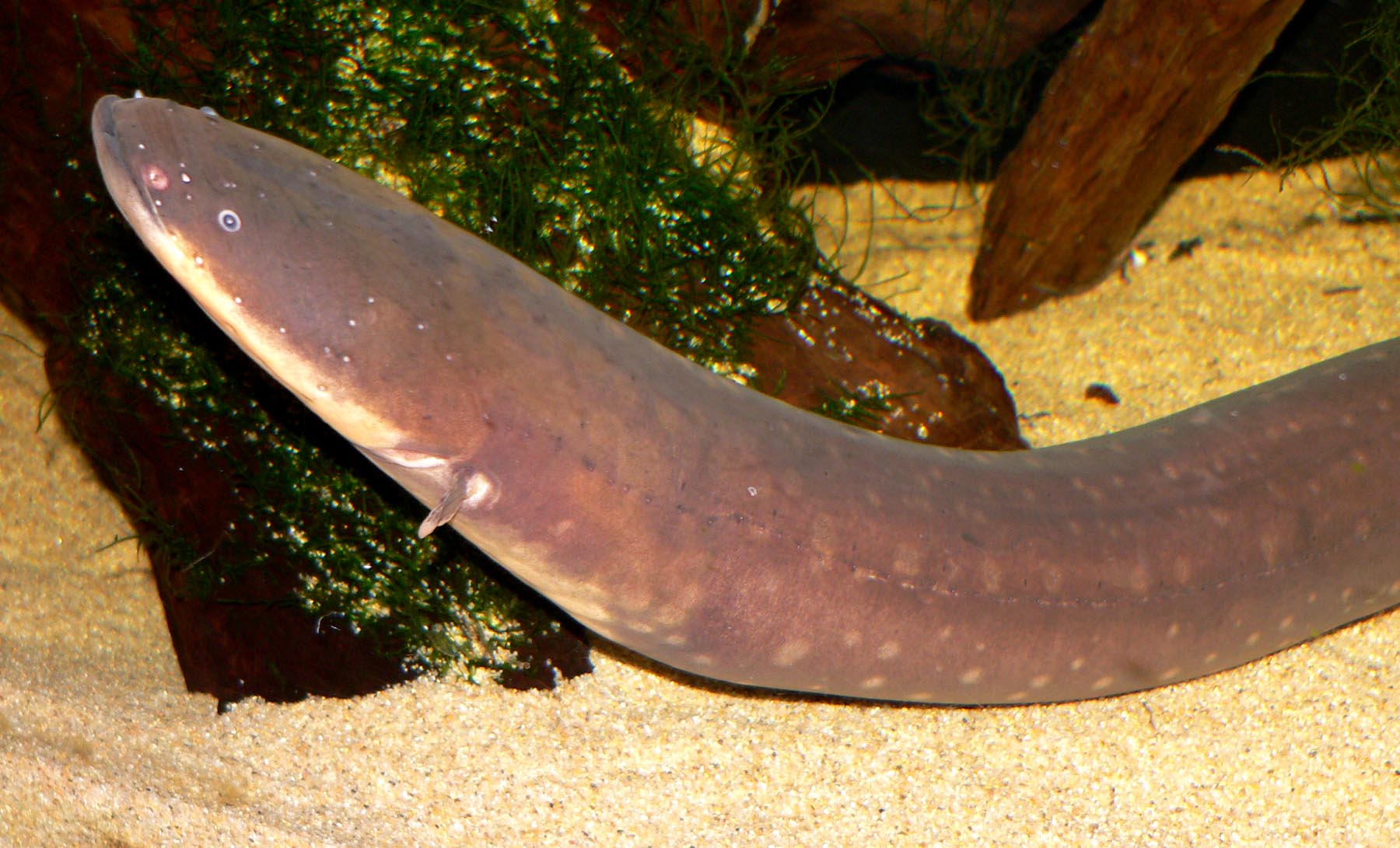 Electric eel (Electrophorus electricus)