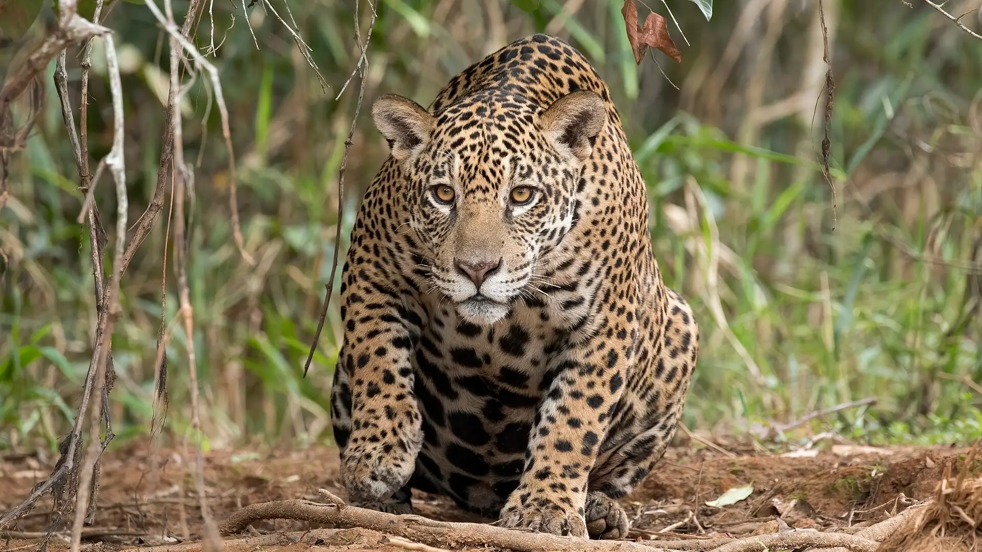 Jaguar Panthera onca schleicht durch dichten tropischen Regenwald