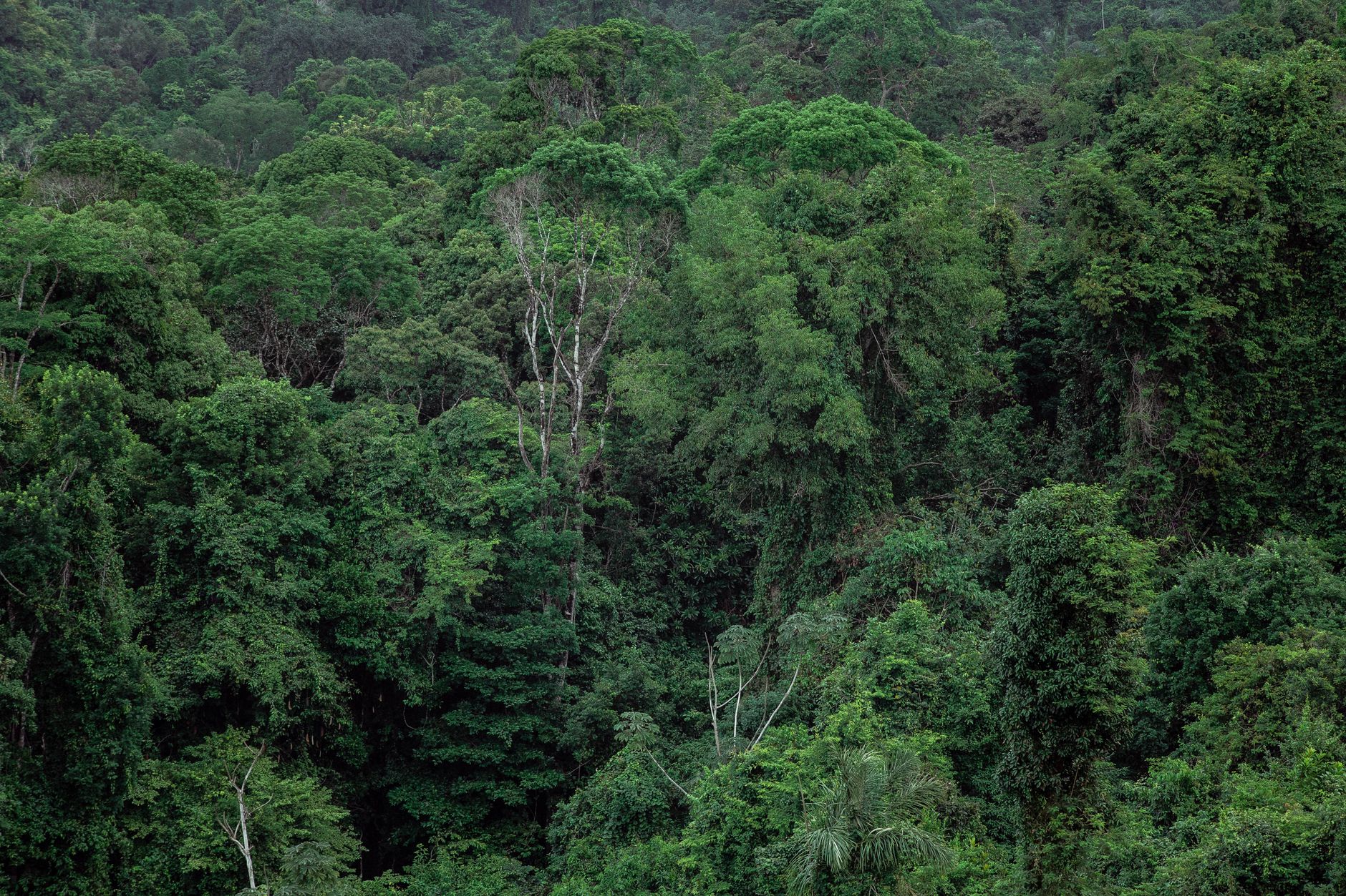 Aerial view of tropical rainforest canopy