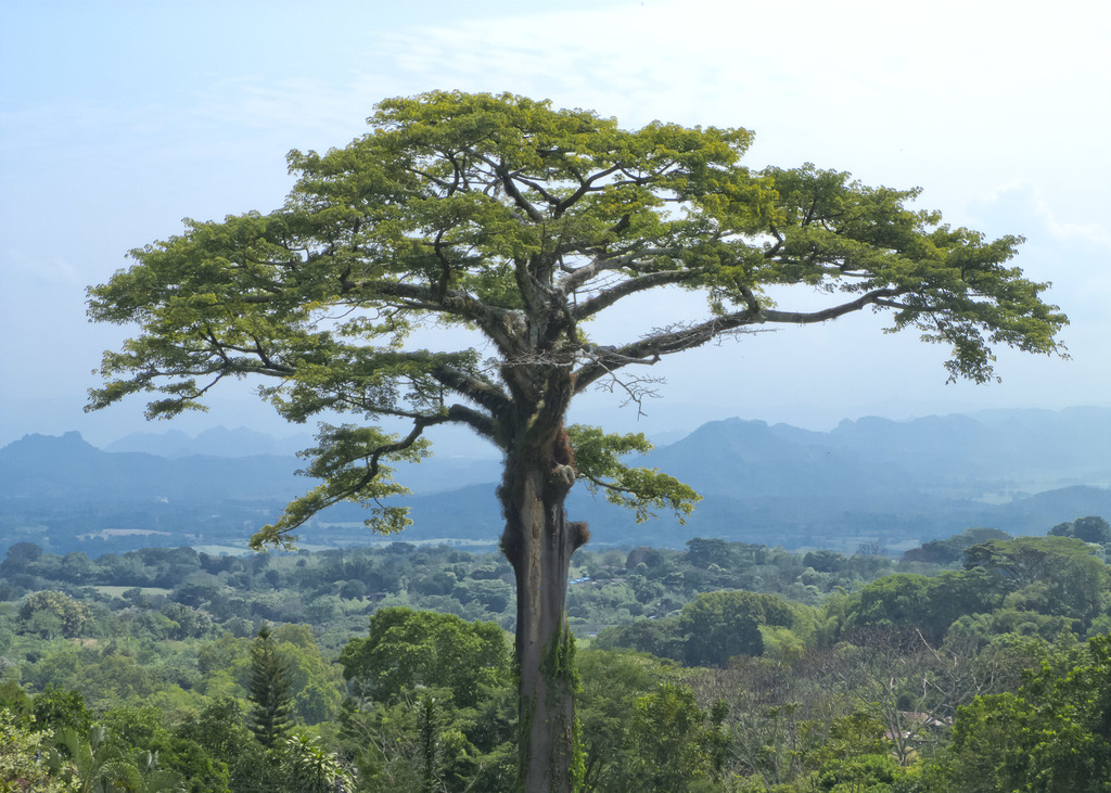 Kapok tree in the Amazon rainforest