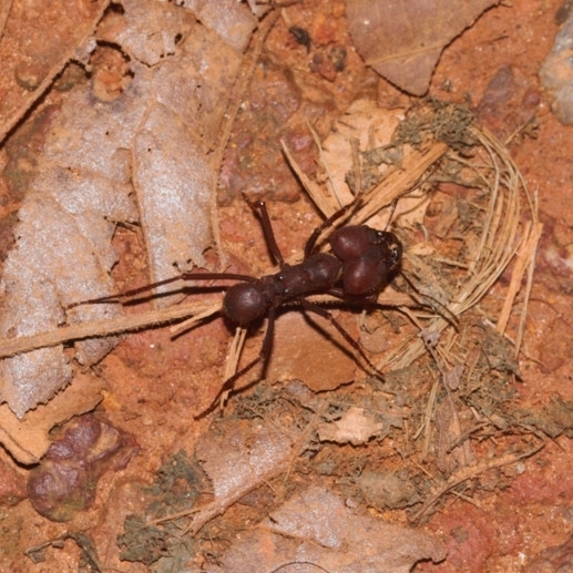 Leafcutter ant carrying plant material