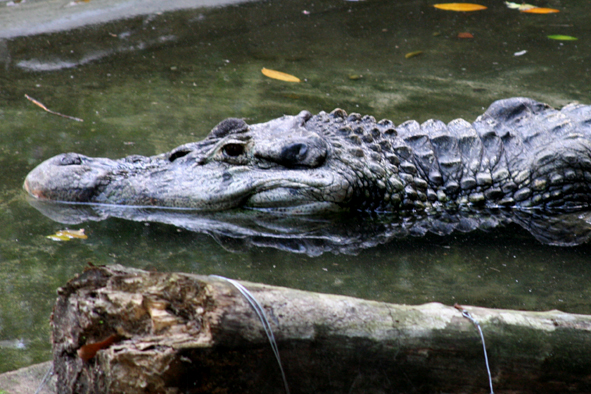 Black caiman (Melanosuchus niger) in the Amazon