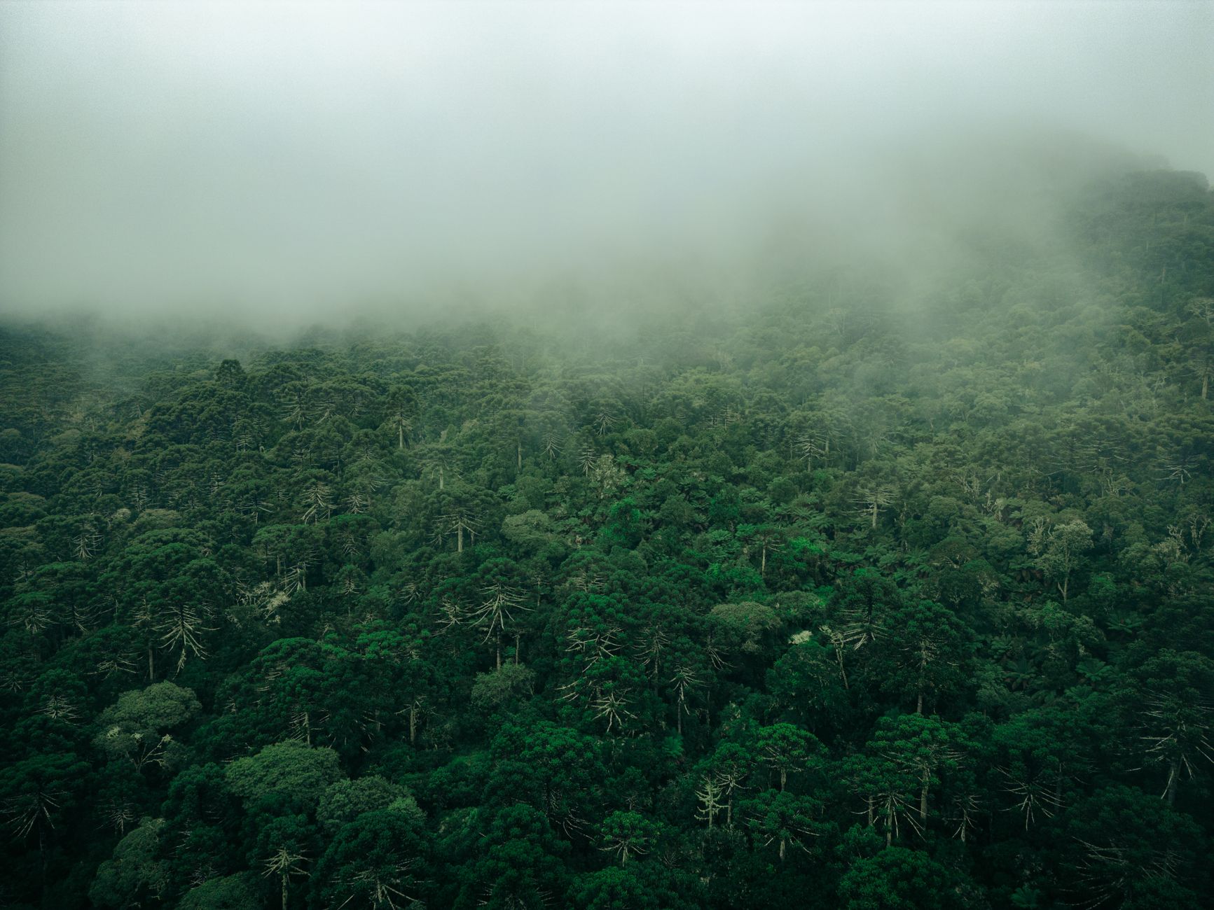 Aerial view of a dense, mist-covered forest in Urubici, Brazil. Verdant and serene.