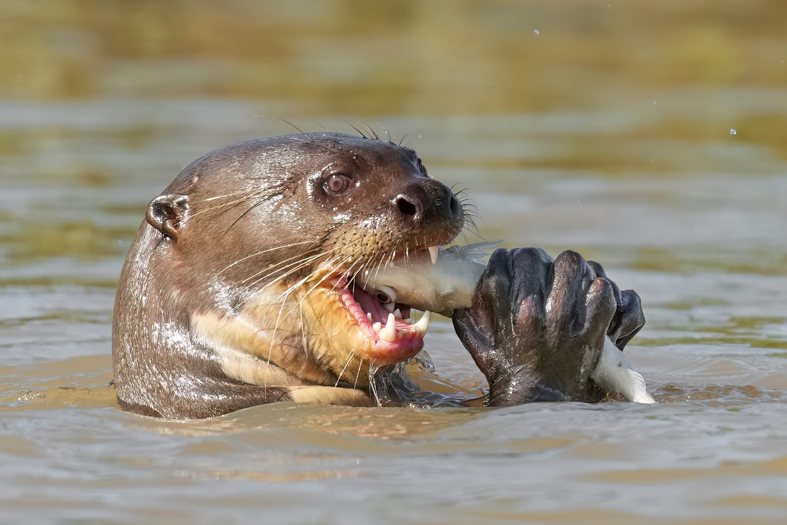 Giant river otter eating a fish in Brazil