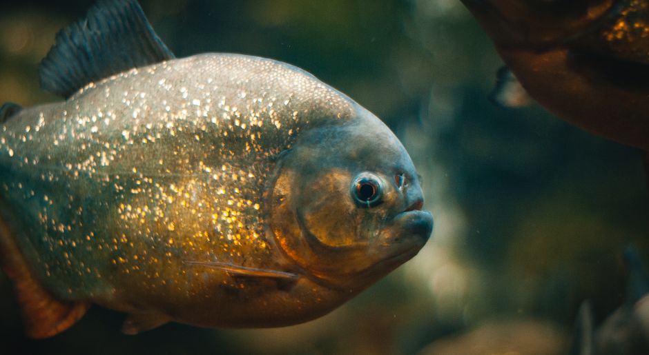 Red-bellied piranha swimming in its natural Amazon habitat