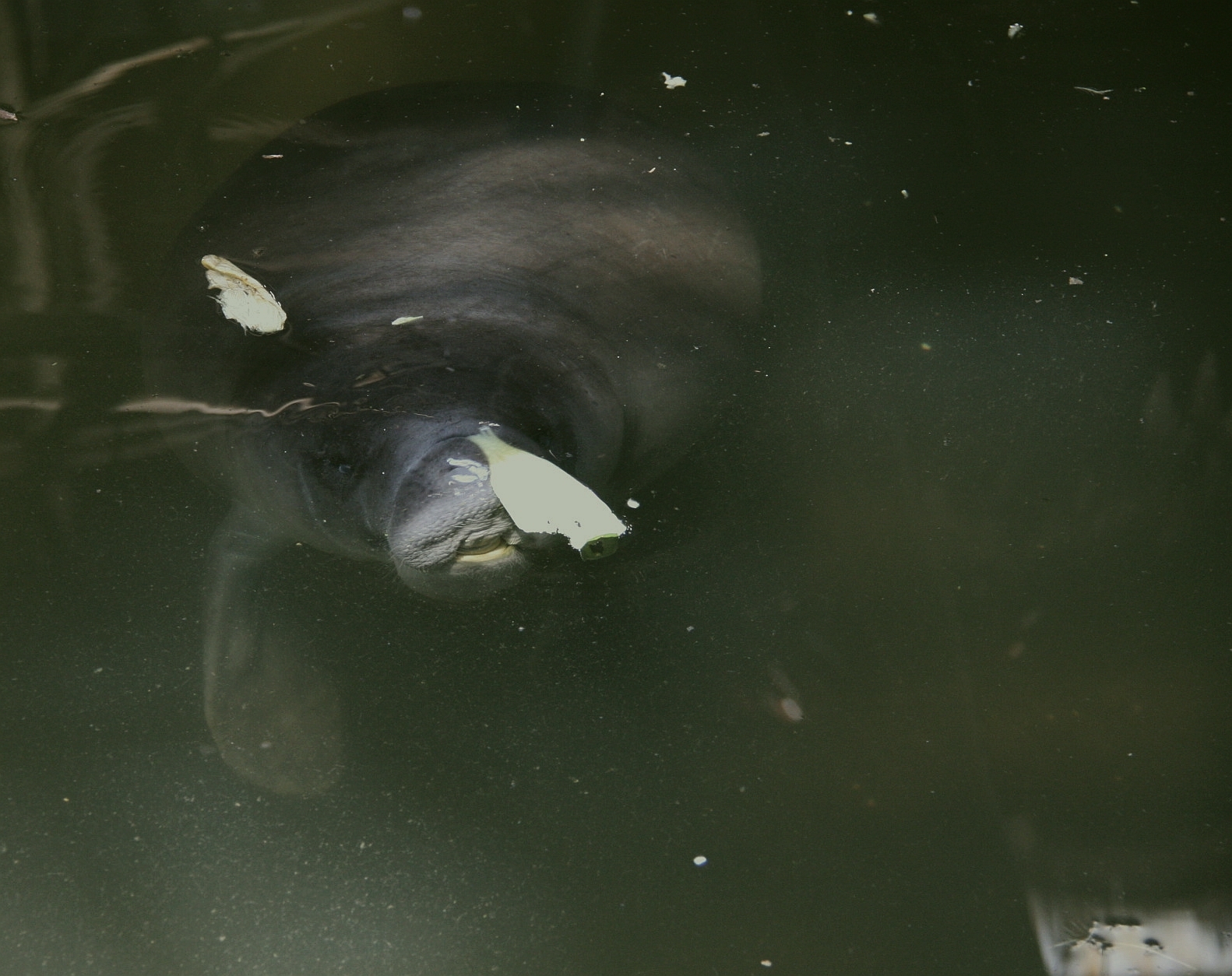 Amazonian manatee (Trichechus inunguis)