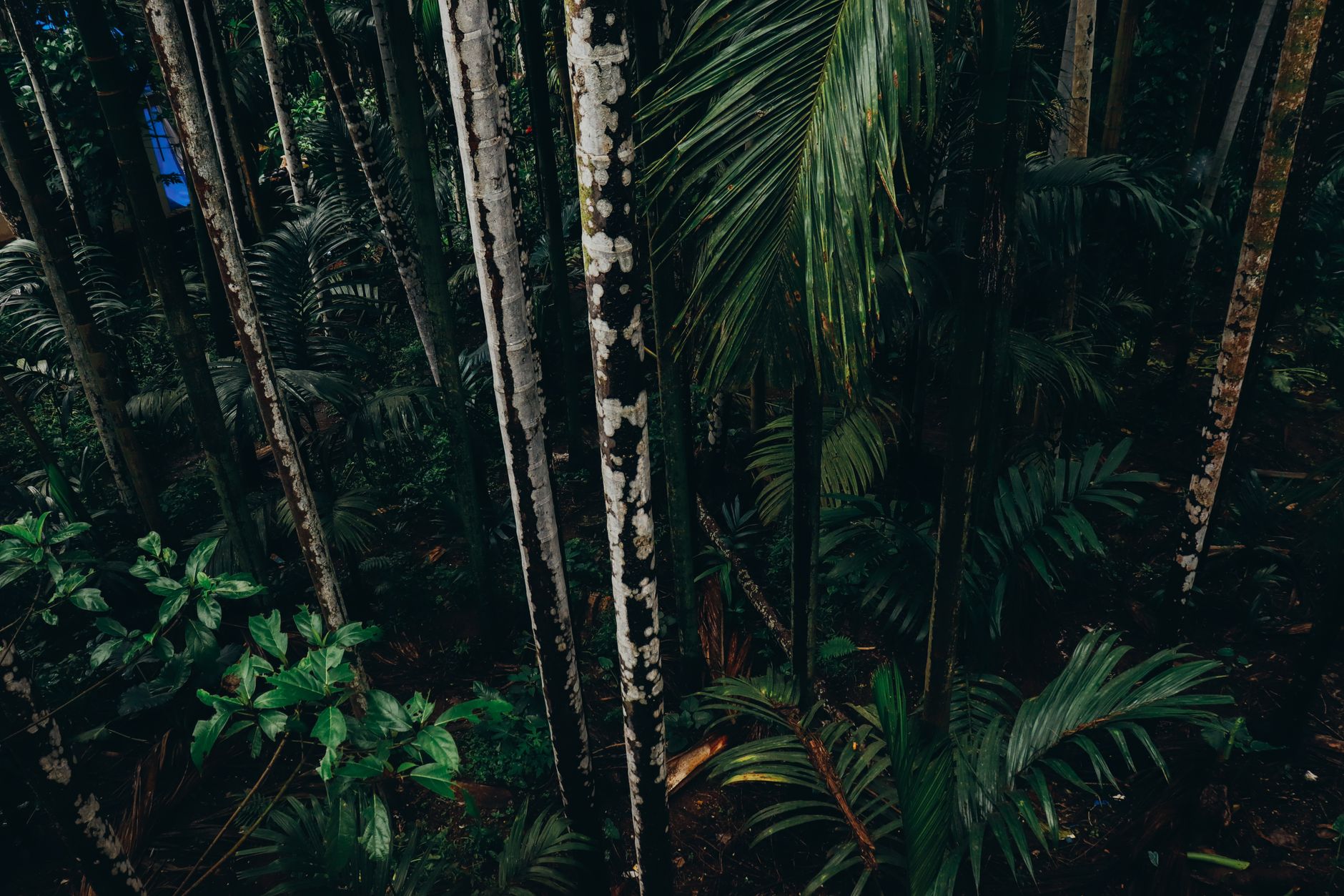 Aerial view of dense tropical forest canopy