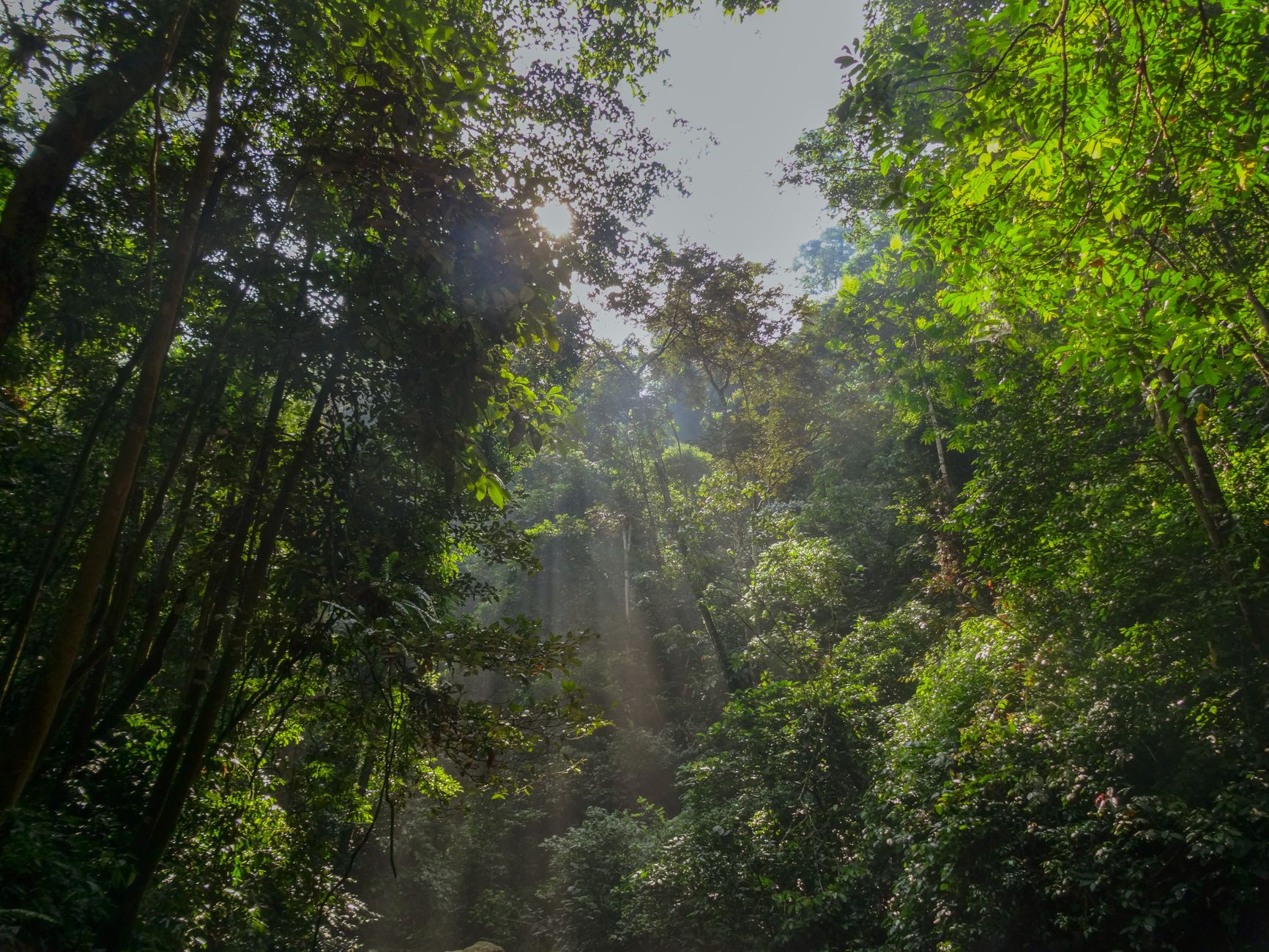 Sunlight filtering through dense tropical forest canopy