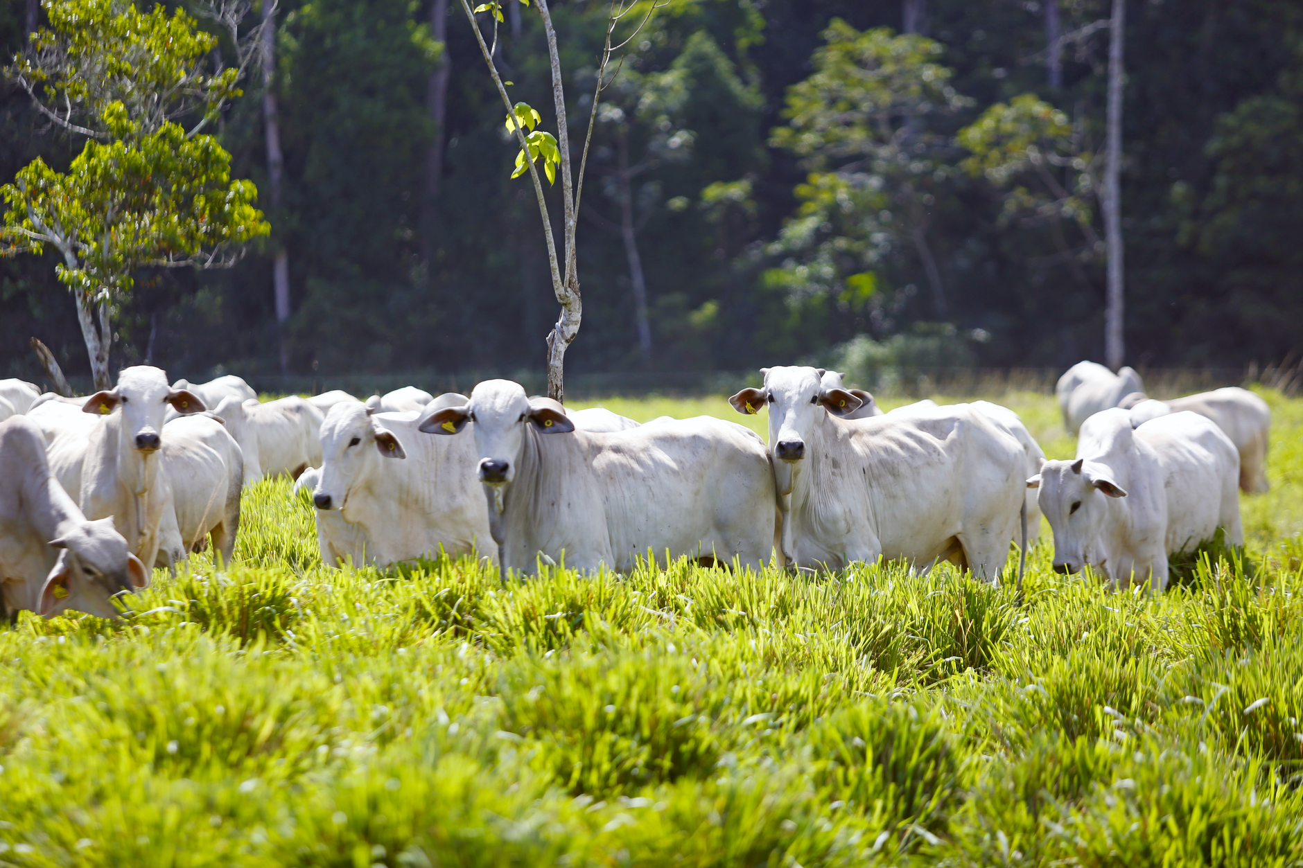 Brahman cattle grazing in lush pasture in Paragominas, Pará, Brazil, under bright daylight.