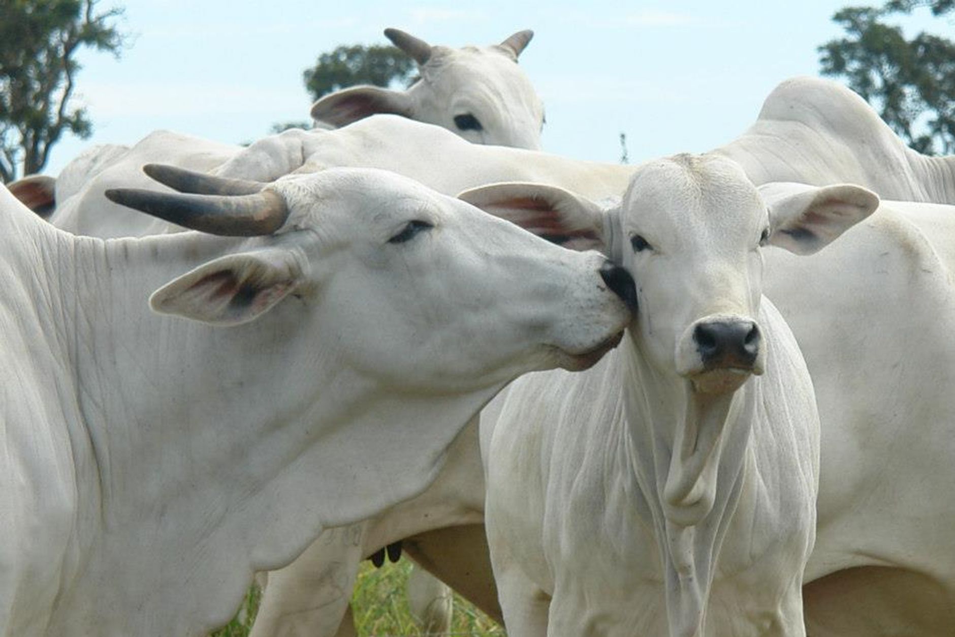 Brahman-Rinder auf einer brasilianischen Weide.