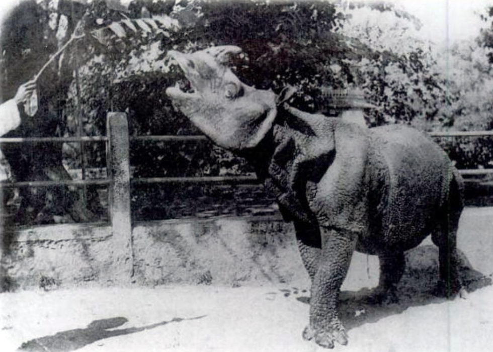 Historical photograph of a Javan rhinoceros