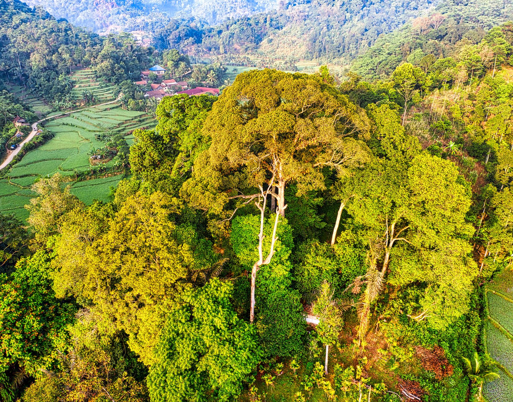 Aerial view of forest and rice paddies in West Java, Indonesia