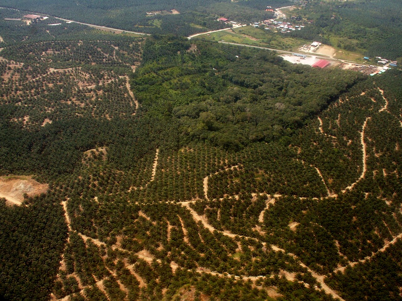 Oil palm plantation beside a remaining rainforest fragment in Borneo.