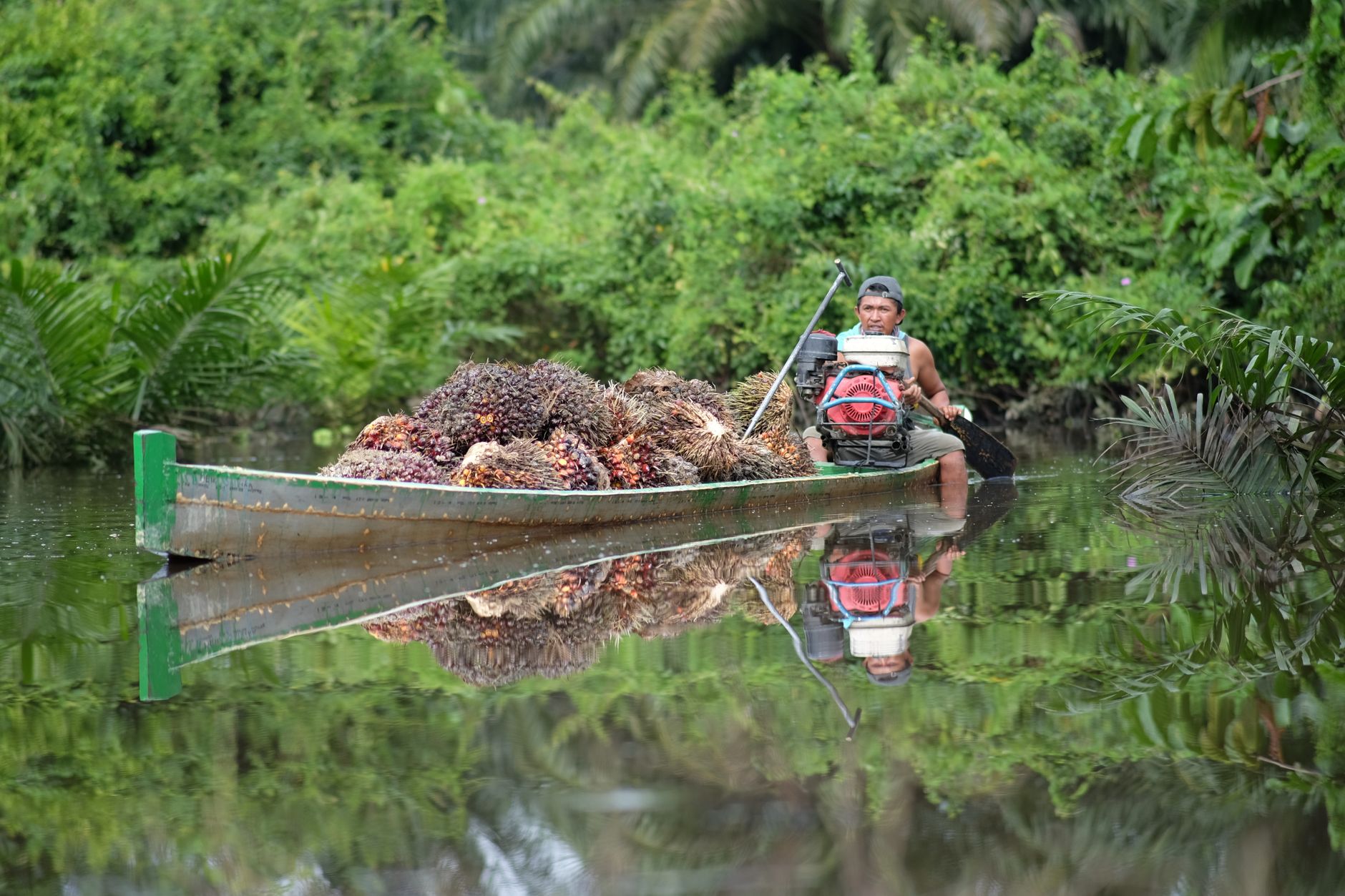 Worker transporting oil palm fruit through an Indonesian plantation.