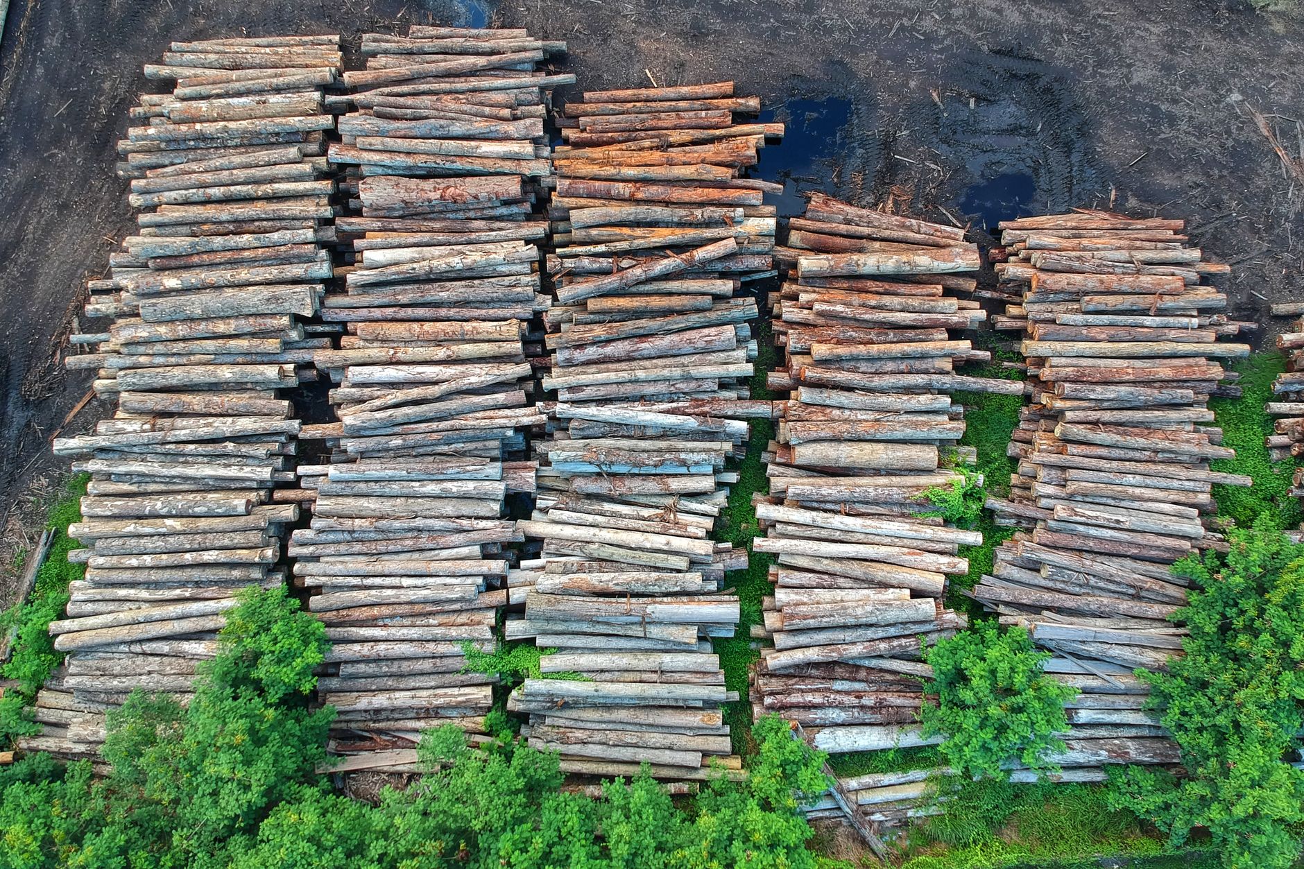 Holzstämme, gestapelt auf einem Holzlagerplatz in Chukai, Malaysia.
