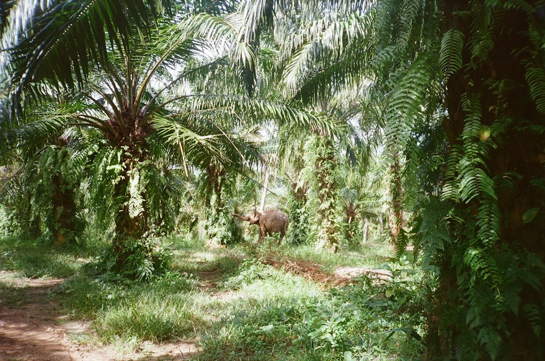 Ein Elefant spaziert durch eine üppige Palmölplantage