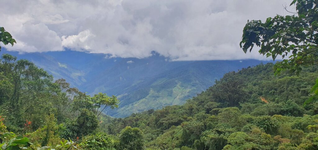 Forest canopy and cloud-covered ridges in Cordillera Azul National Park.